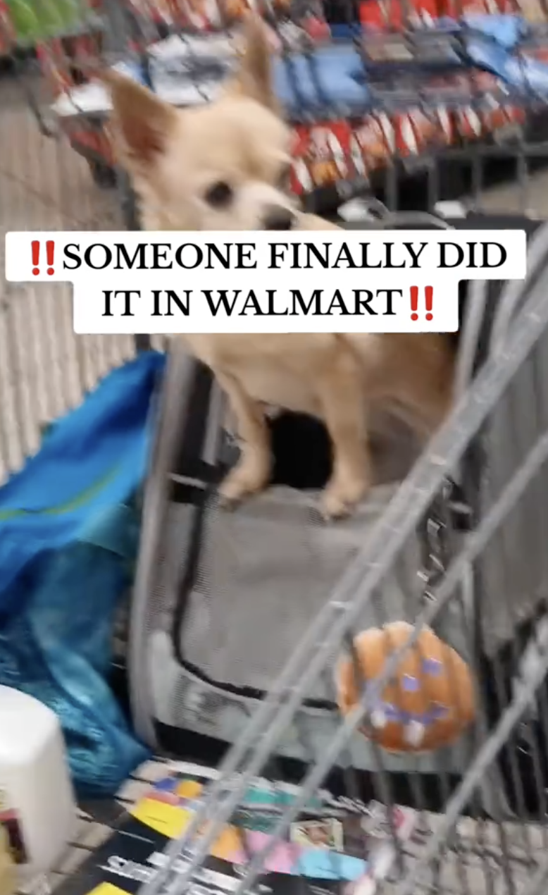 dog in a shopping cart